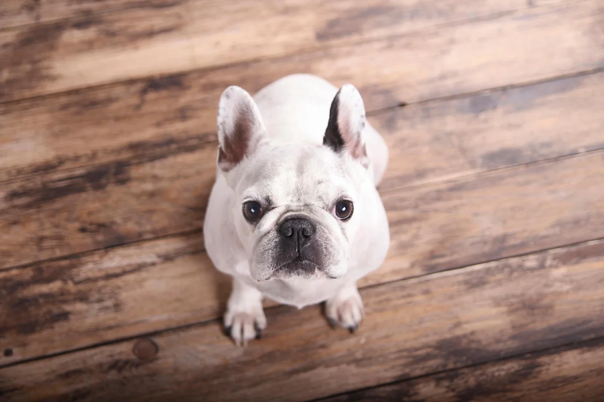 French bulldog sitting on the wooden floor