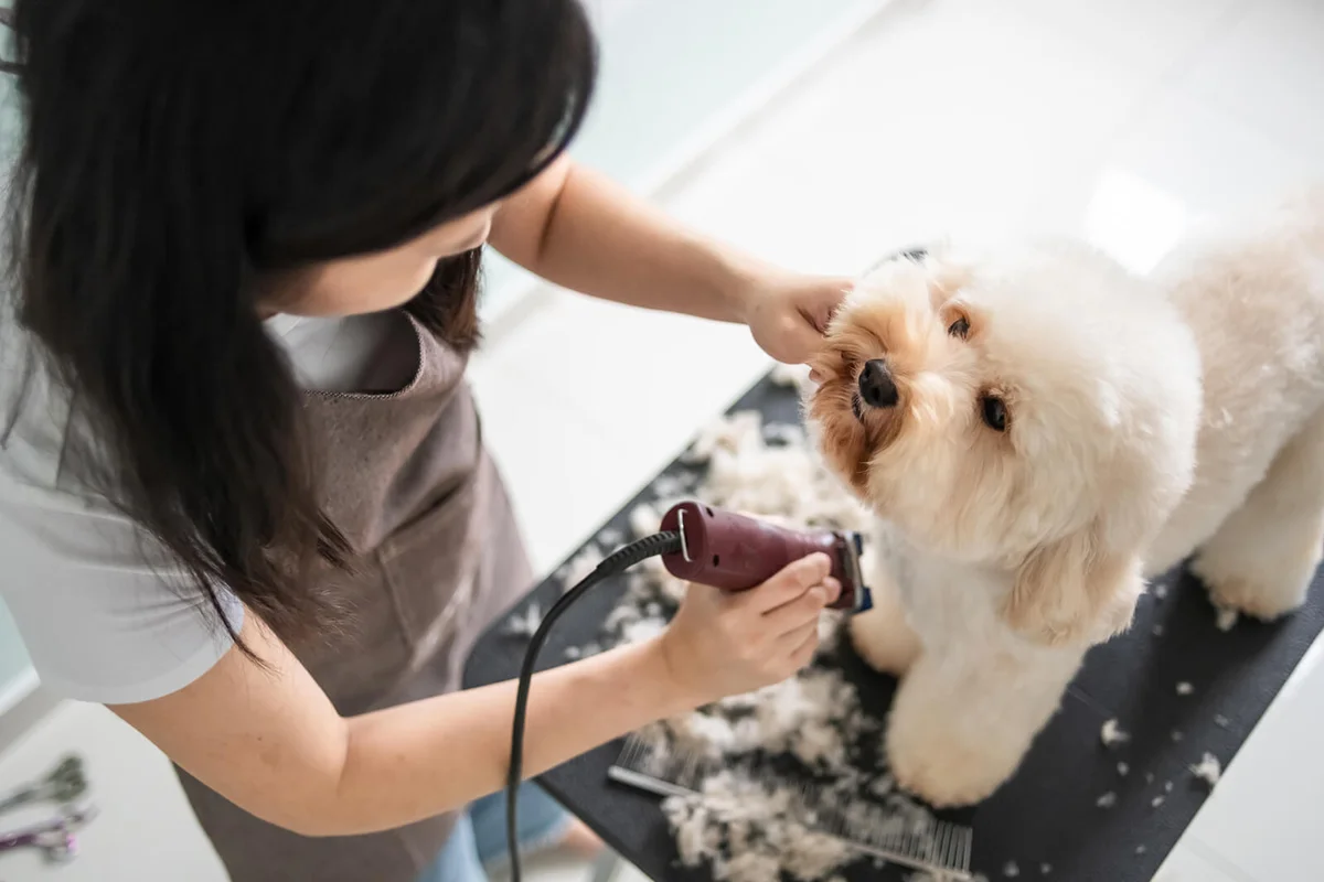 female pet groomer with apron grooming a brown color toy poodle dog