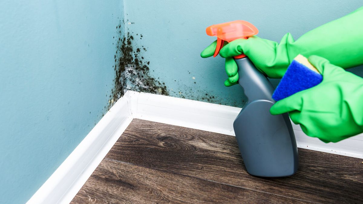 How to Get Rid of Mold Safely & Effectively
