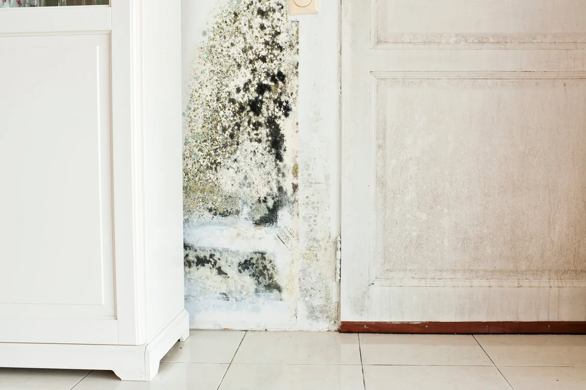 Mold Growth on Wall and Damp Stained Wood Door