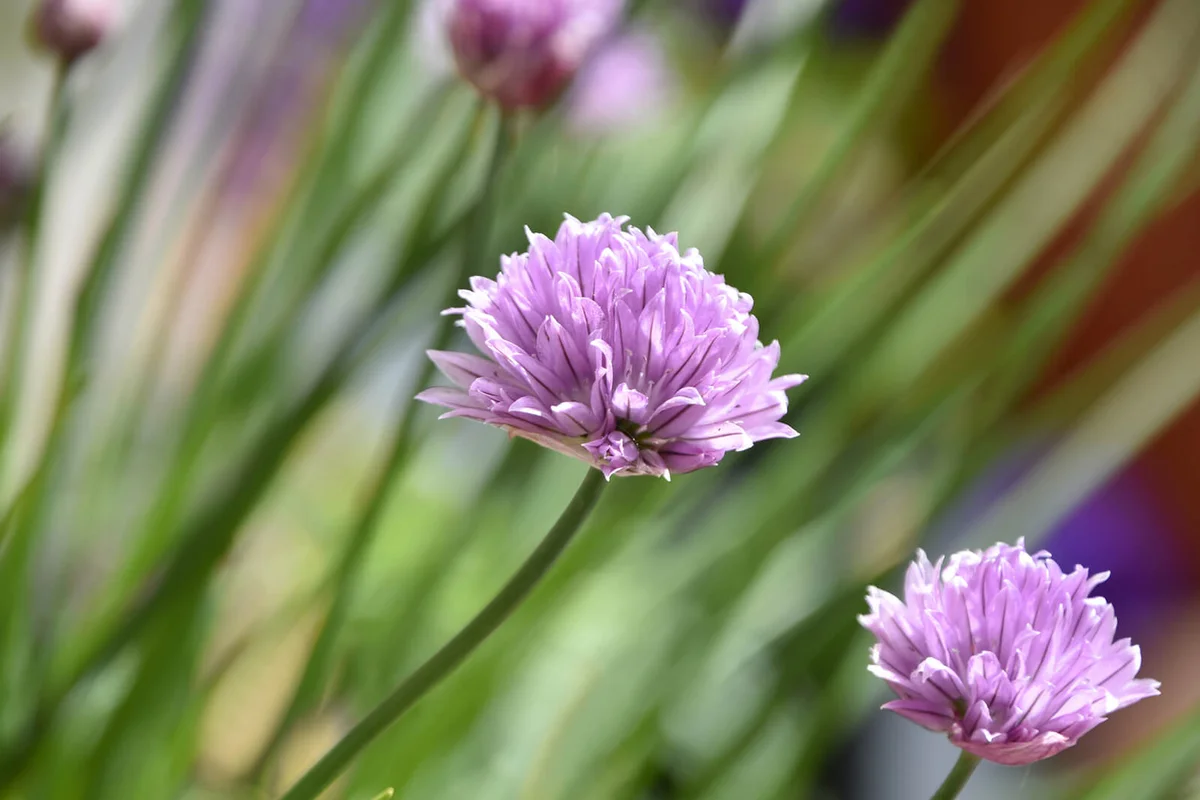 Flowering Chives