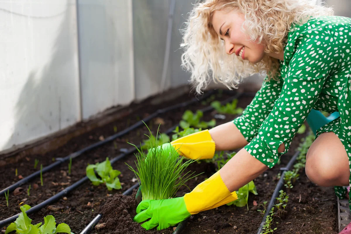 Beautiful young woman planting herbs in greenhouse