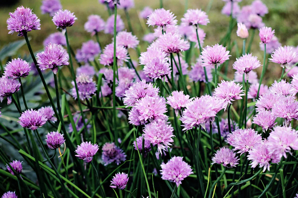 Chives flowers blossoms