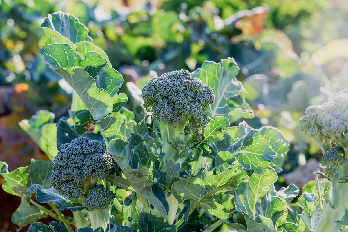 Organic Broccoli Growing On Organic Farm