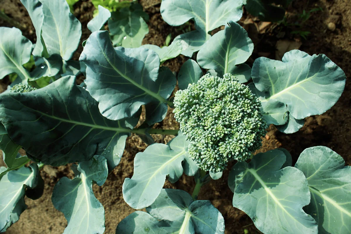 Cauliflower broccoli plant growing in a vegetable garden