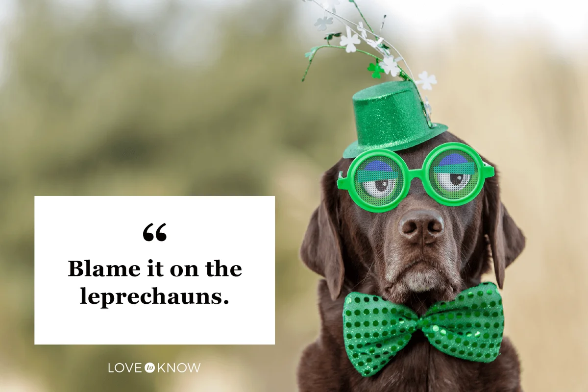 Chocolate Labrador wearing funny glasses on Saint Patrick's Day