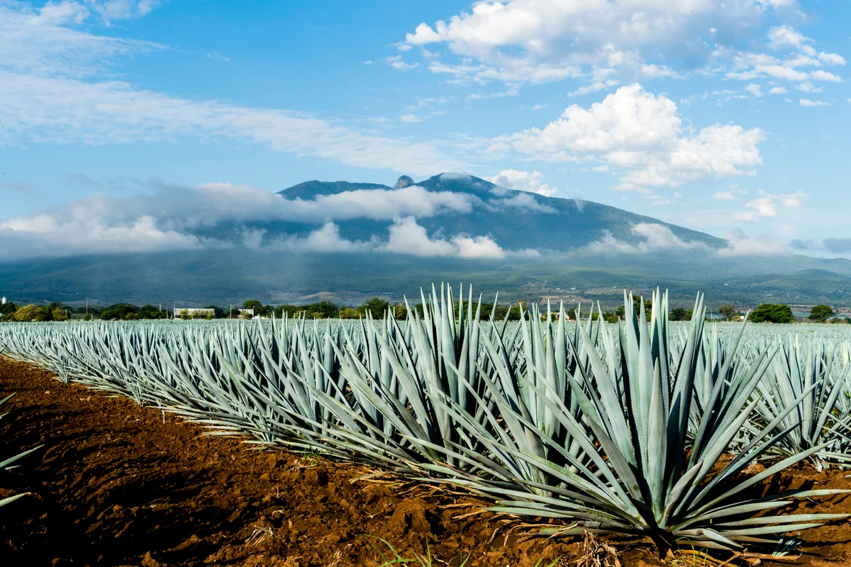 Blue Agave plants Jalisco Mexico