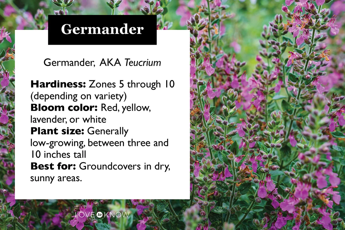 Germander flower profile