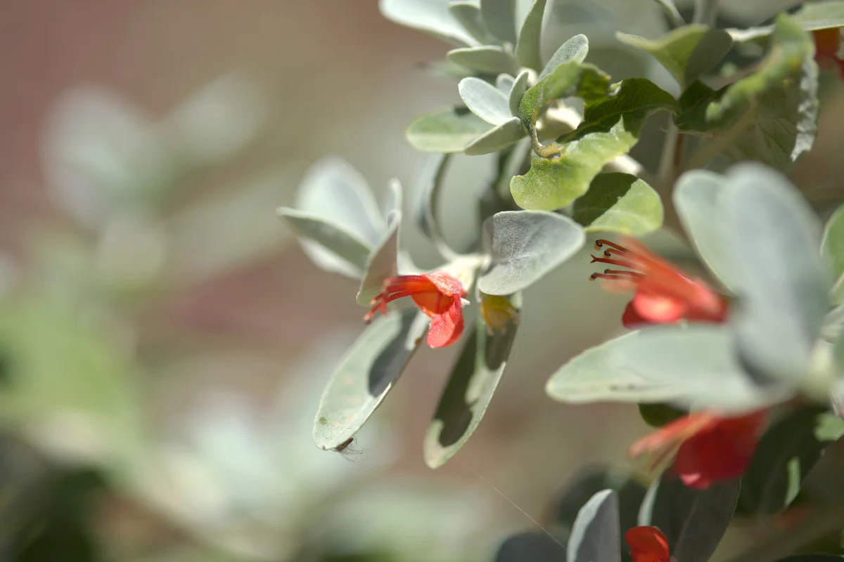 Flowering Teucrium heterophyllum