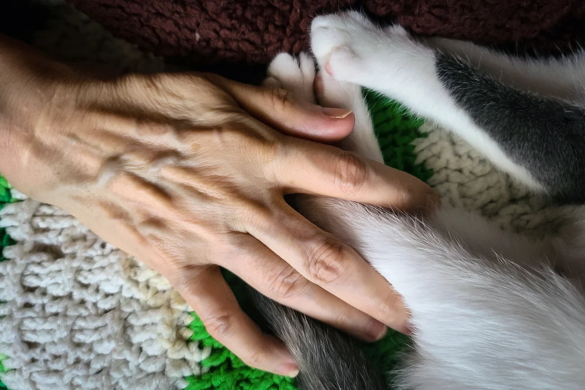 Comforting cat