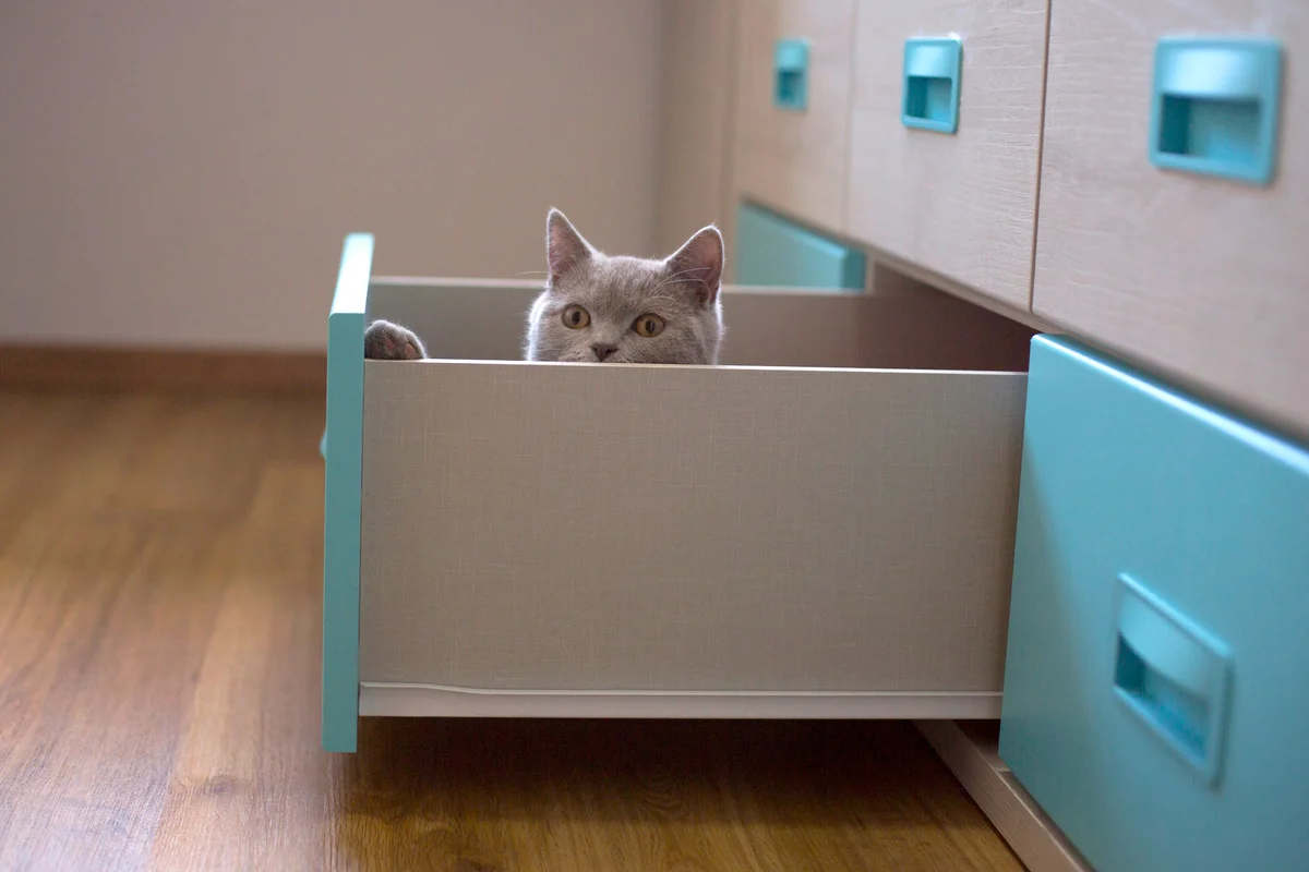 Cat hiding in drawer