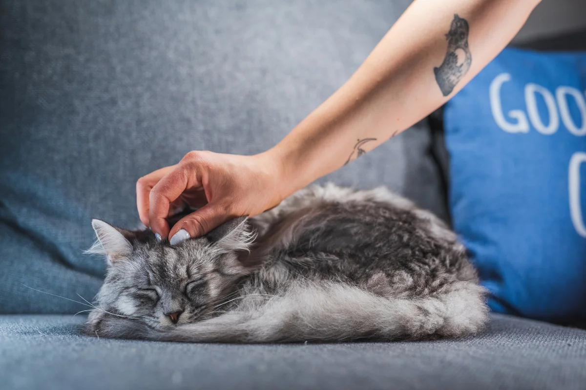 Woman With a Cat Tattoo Petting Her Adorable Gray Kitten