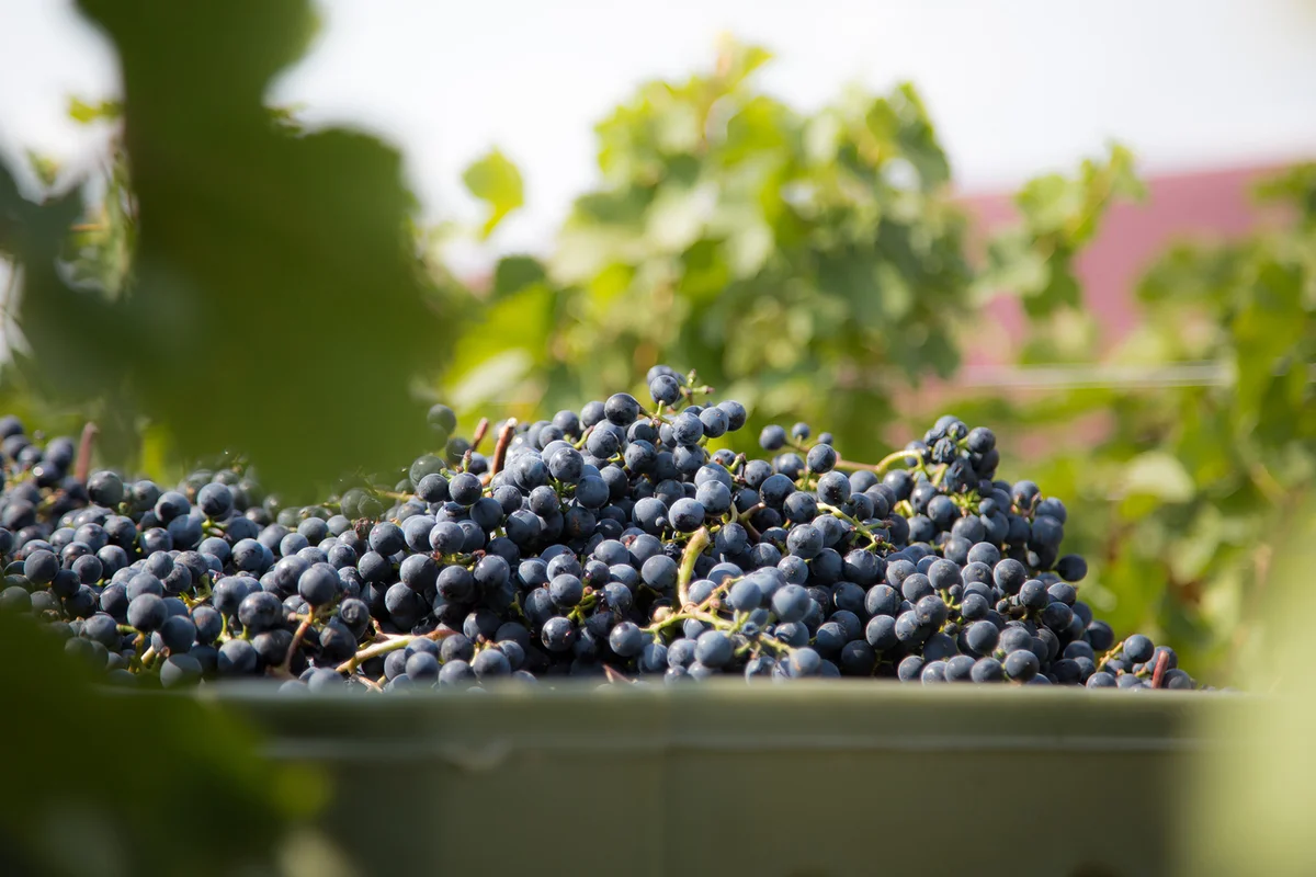 Fresh grapes pinot noir
