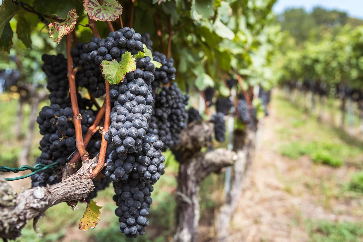 Pinot noir vineyards before harvest