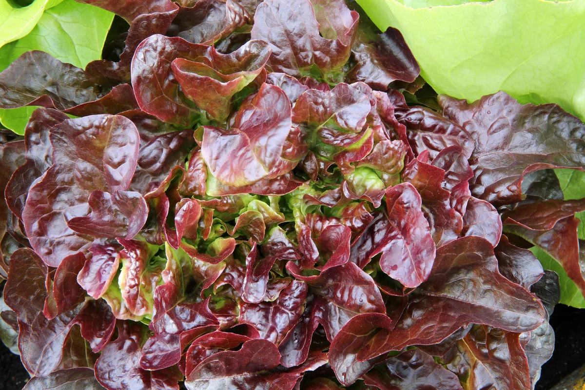 looseleaf oak leaf lettuce
