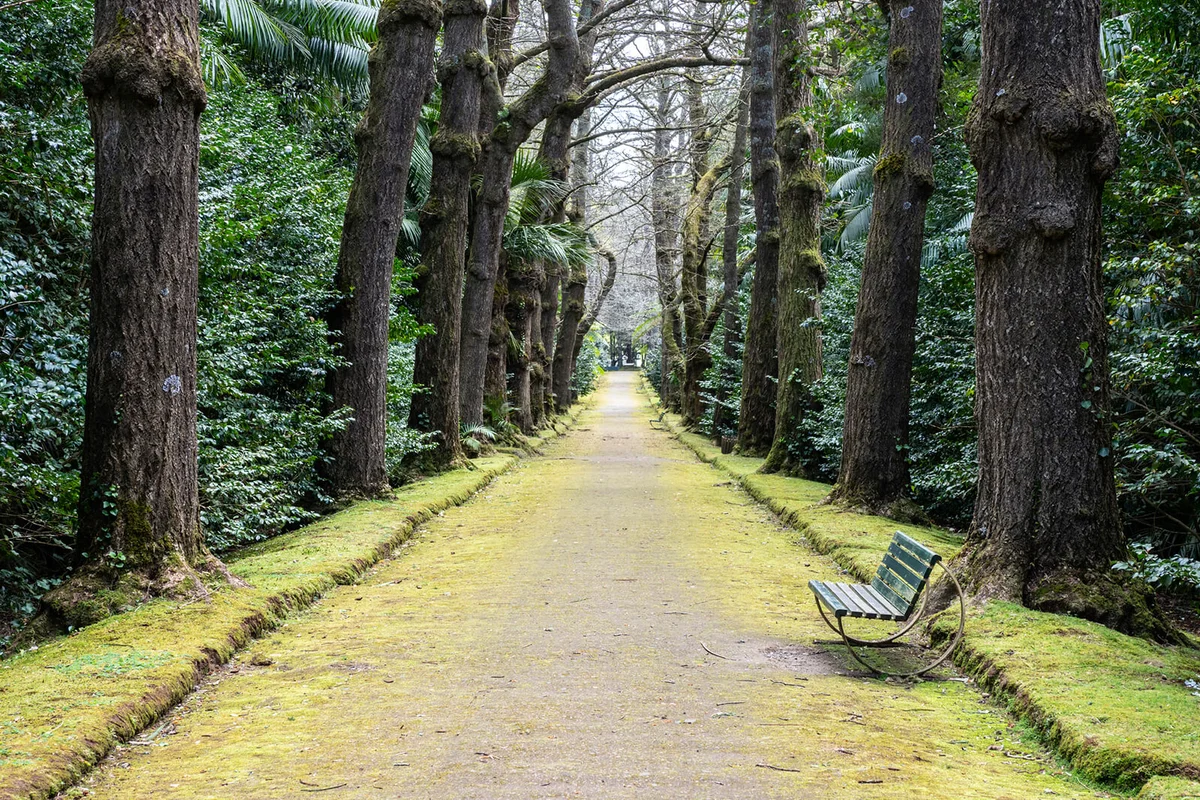 Bench of a public park surrounded by large trees