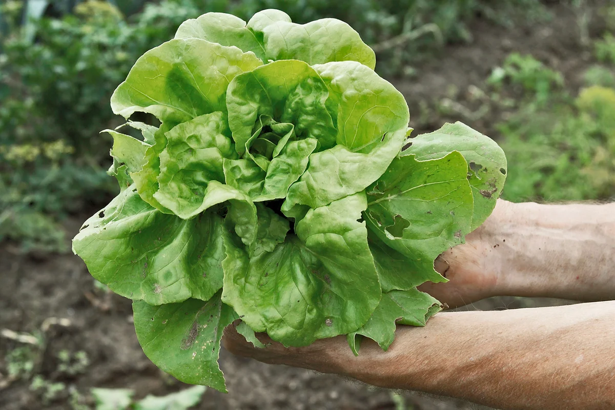 butterhead lettuce in garden