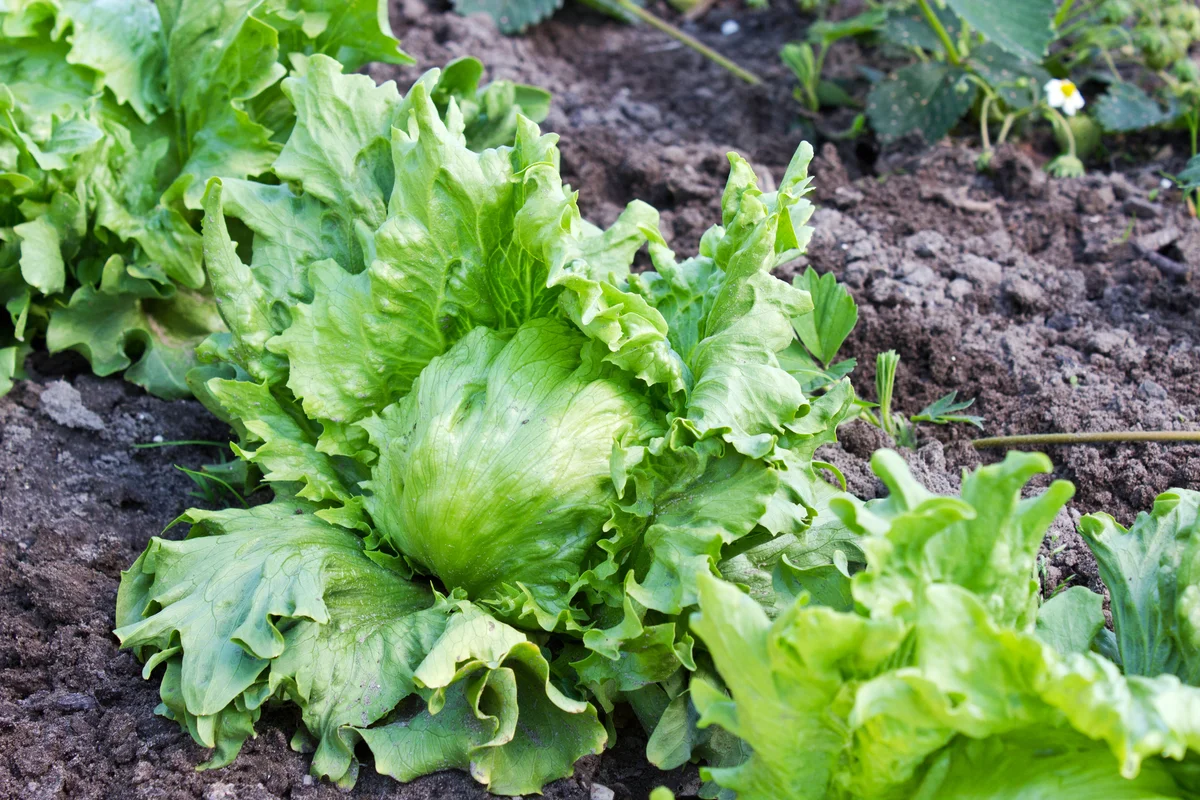 iceberg lettuce in garden