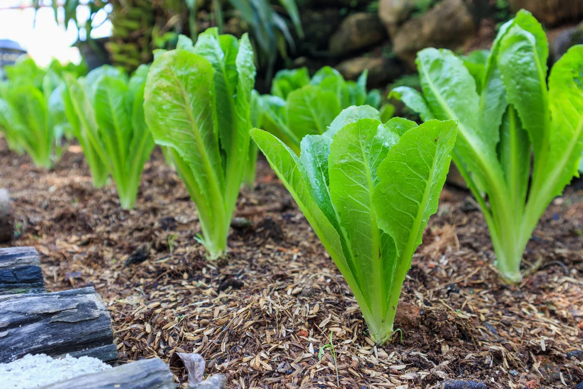 romaine lettuce in garden