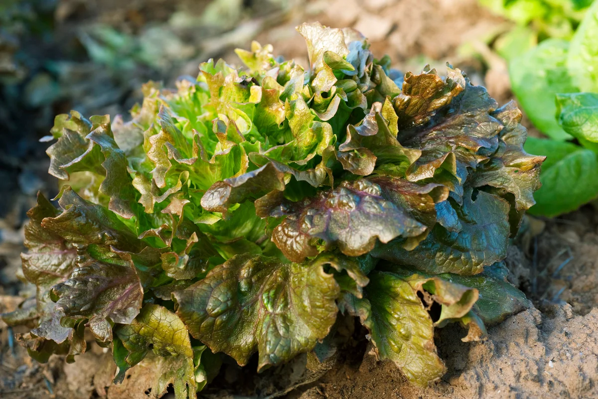 Batavia lettuce growing in vegetable garden