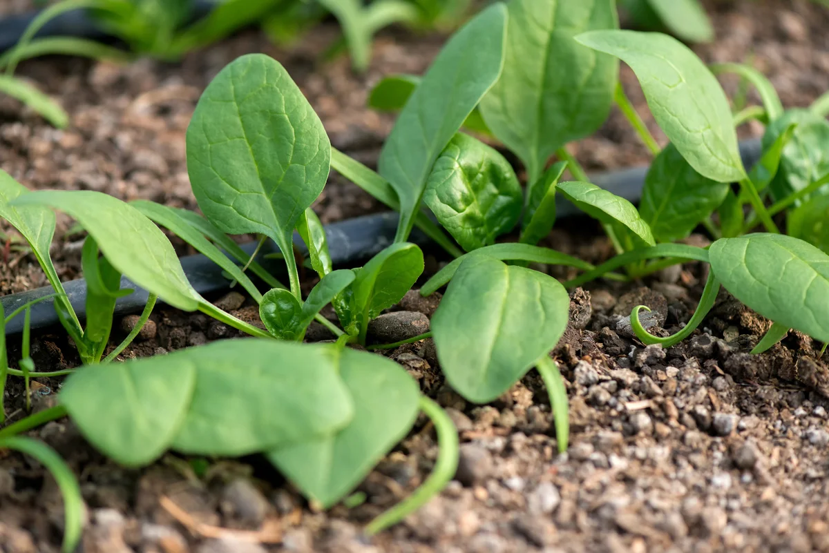 spinach in garden