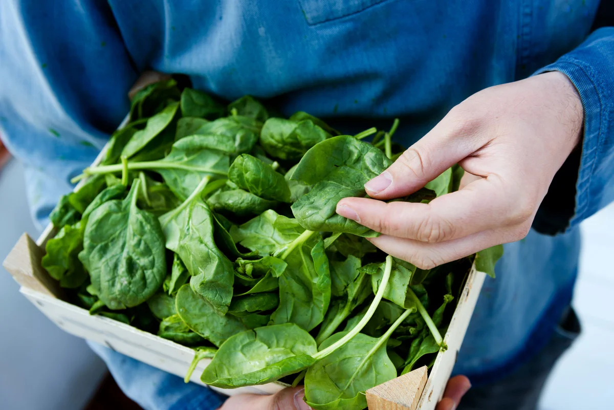 harvest spinach