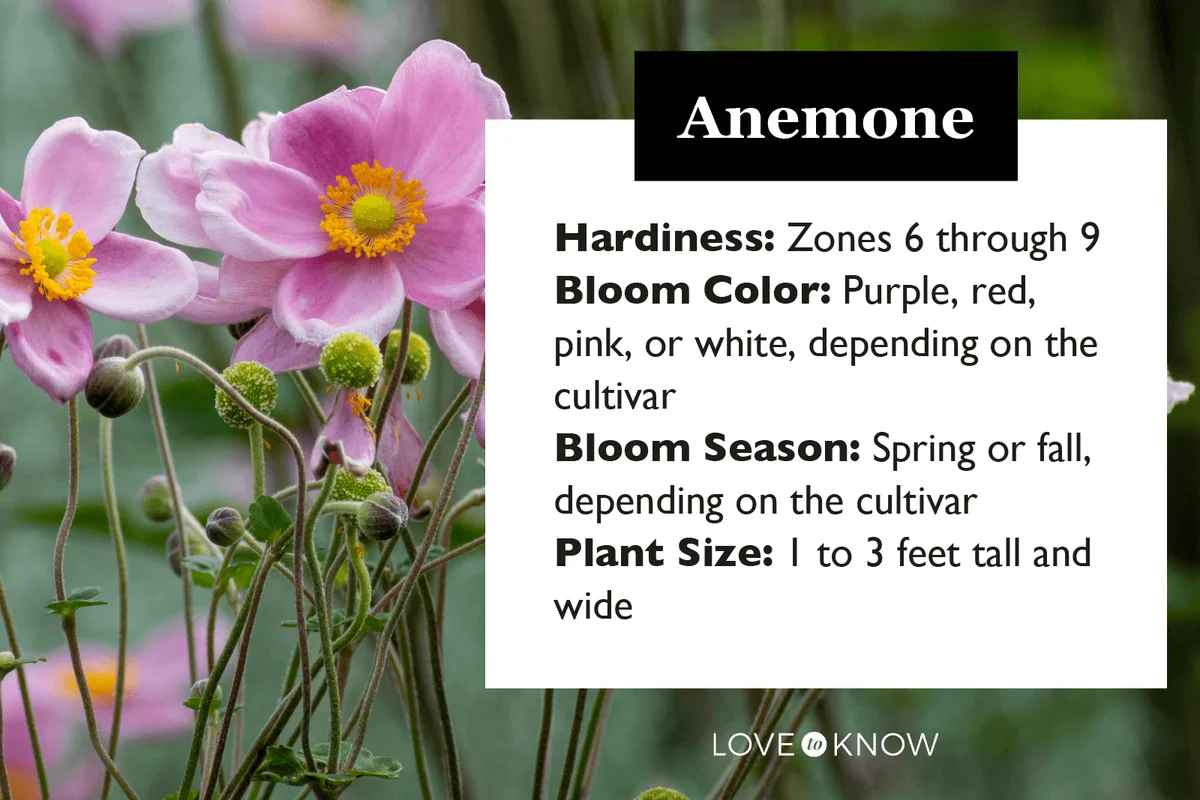 Anemone Flower Characteristics