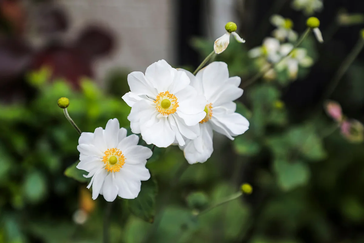 White anemone flowers