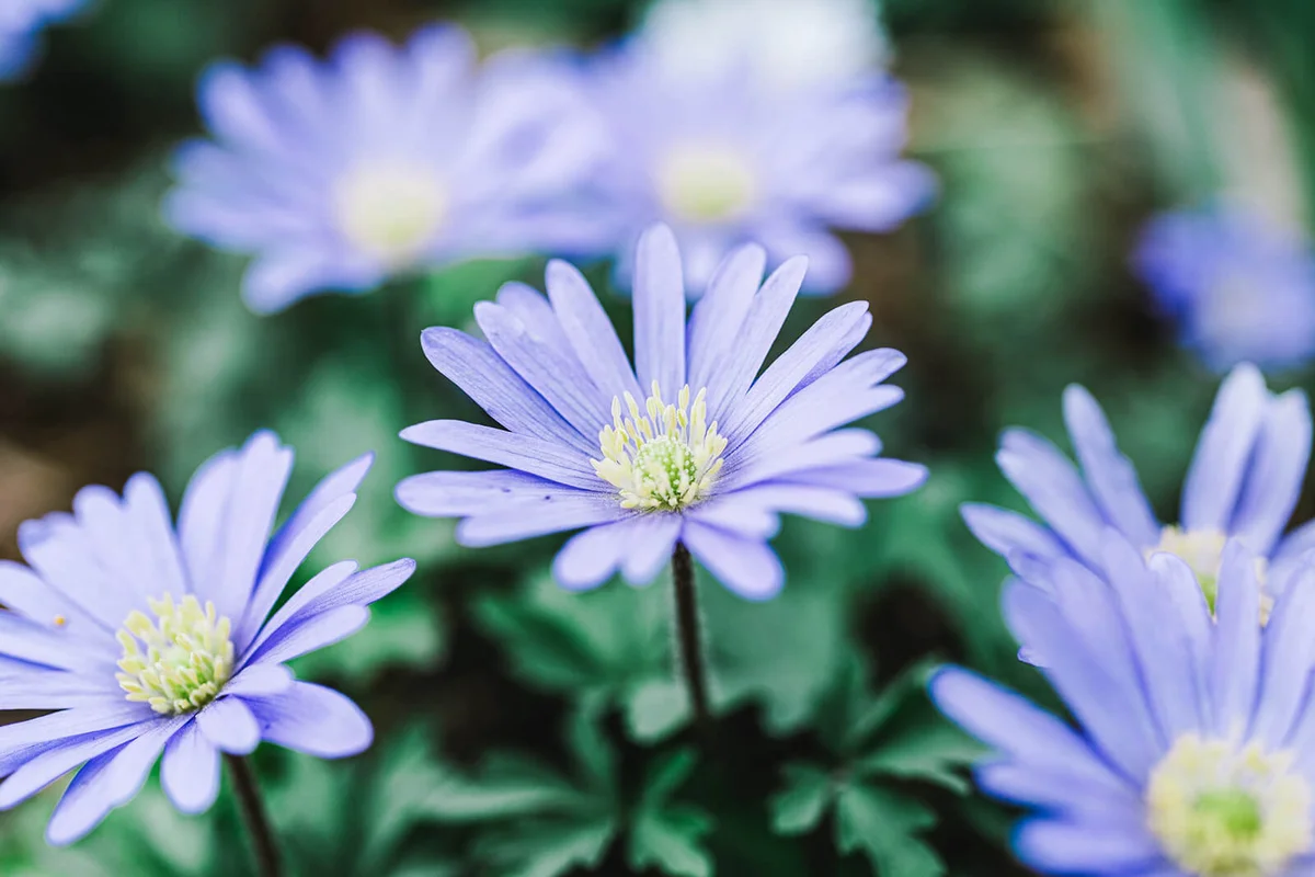 Close-up of purple flowering plants