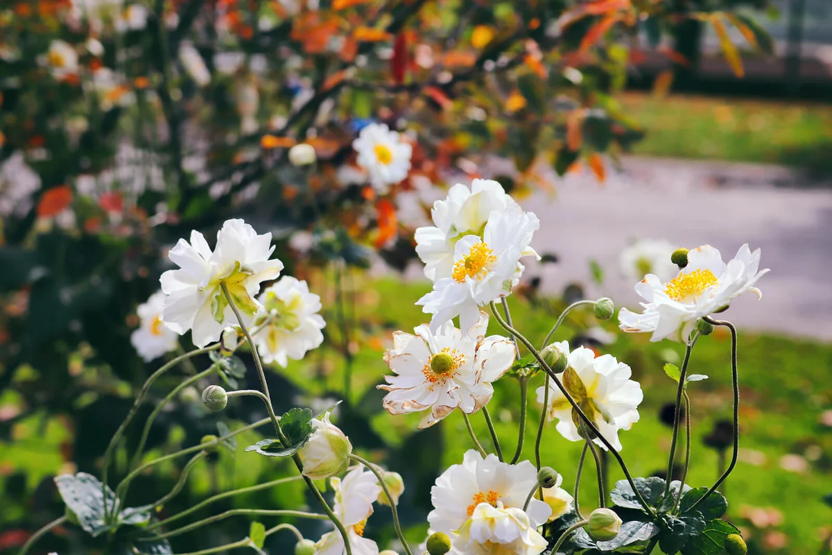 Double white flowers are so elegant on slender stems above vine-shaped leaves