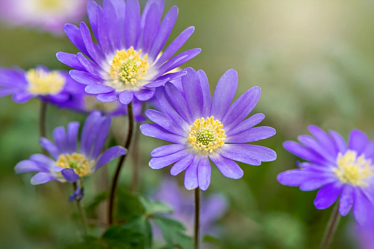 spring flowering Anemone blanda blue flower also known as the winter windflower