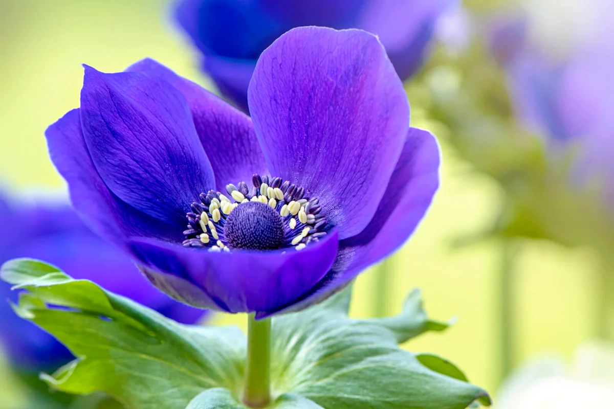 spring Anemone coronaria