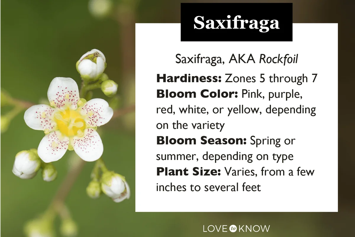 Saxifraga paniculata flower