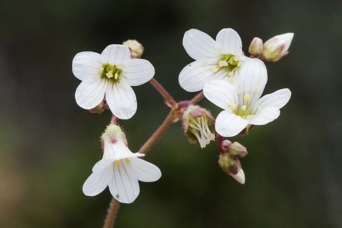 Saxifraga granulata rock breaker lovely white flower with pink nerves growing on wet slopes