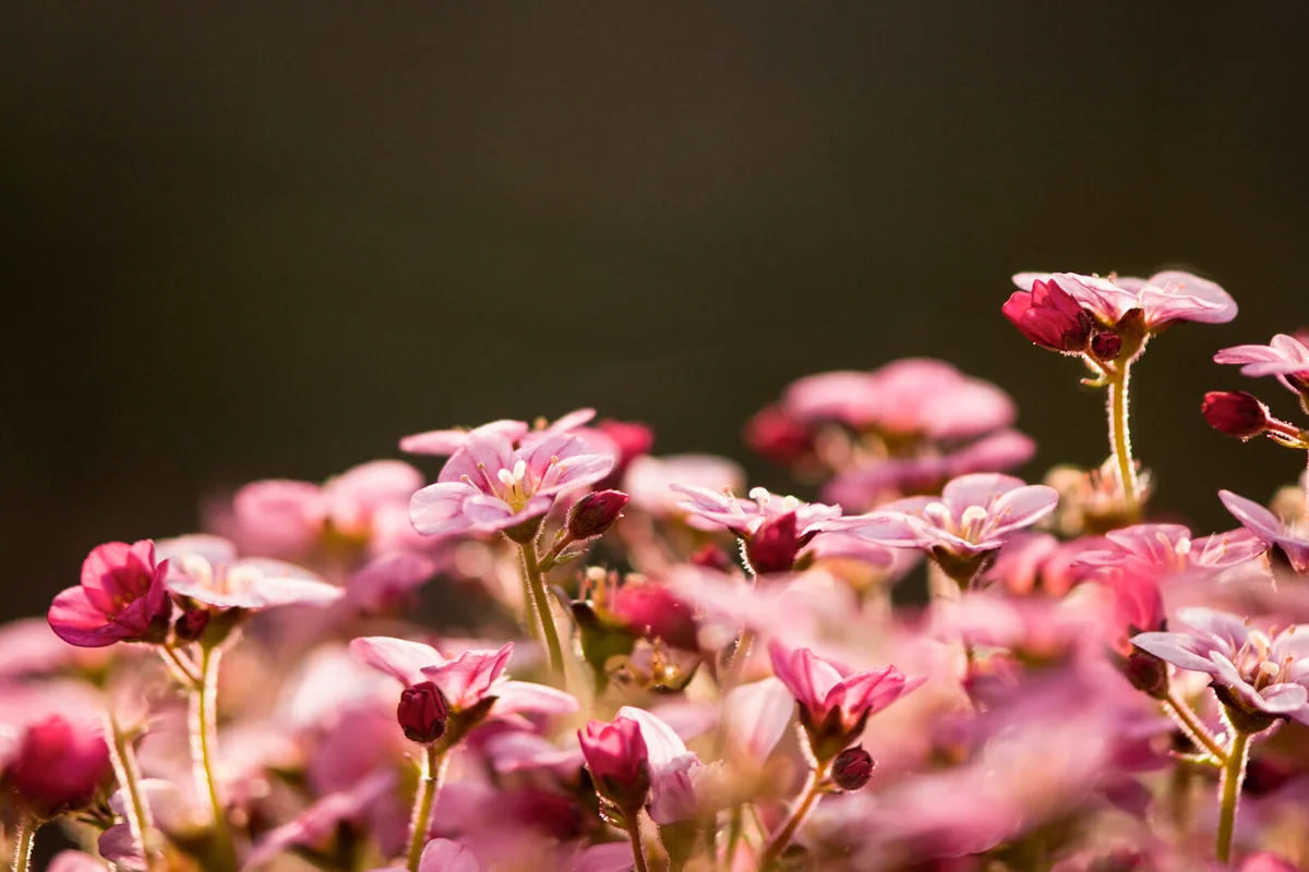 Saxifraga x arendsii in full bloom