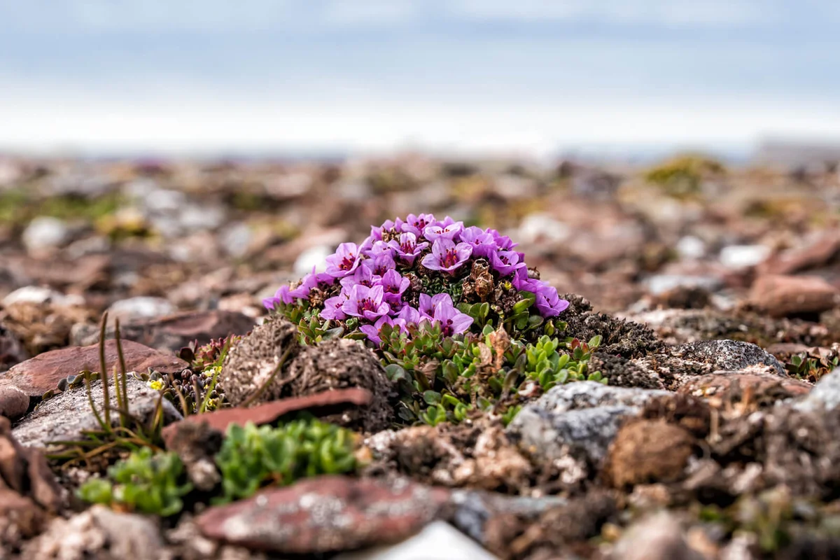 Purple Mountain Saxifrage