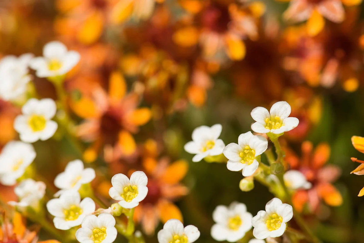 White Mountain Saxifrage (Saxifraga paniculata)