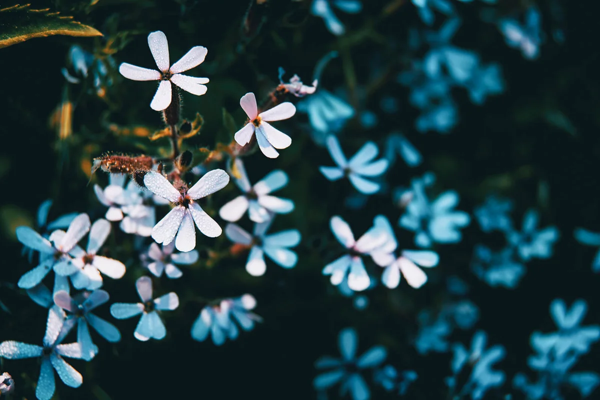 many bluish-white flowers of saxifraga cotyledon in a field