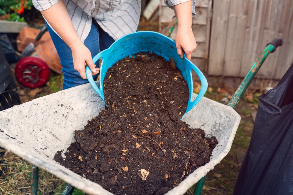 tipping compost in wheelbarrow