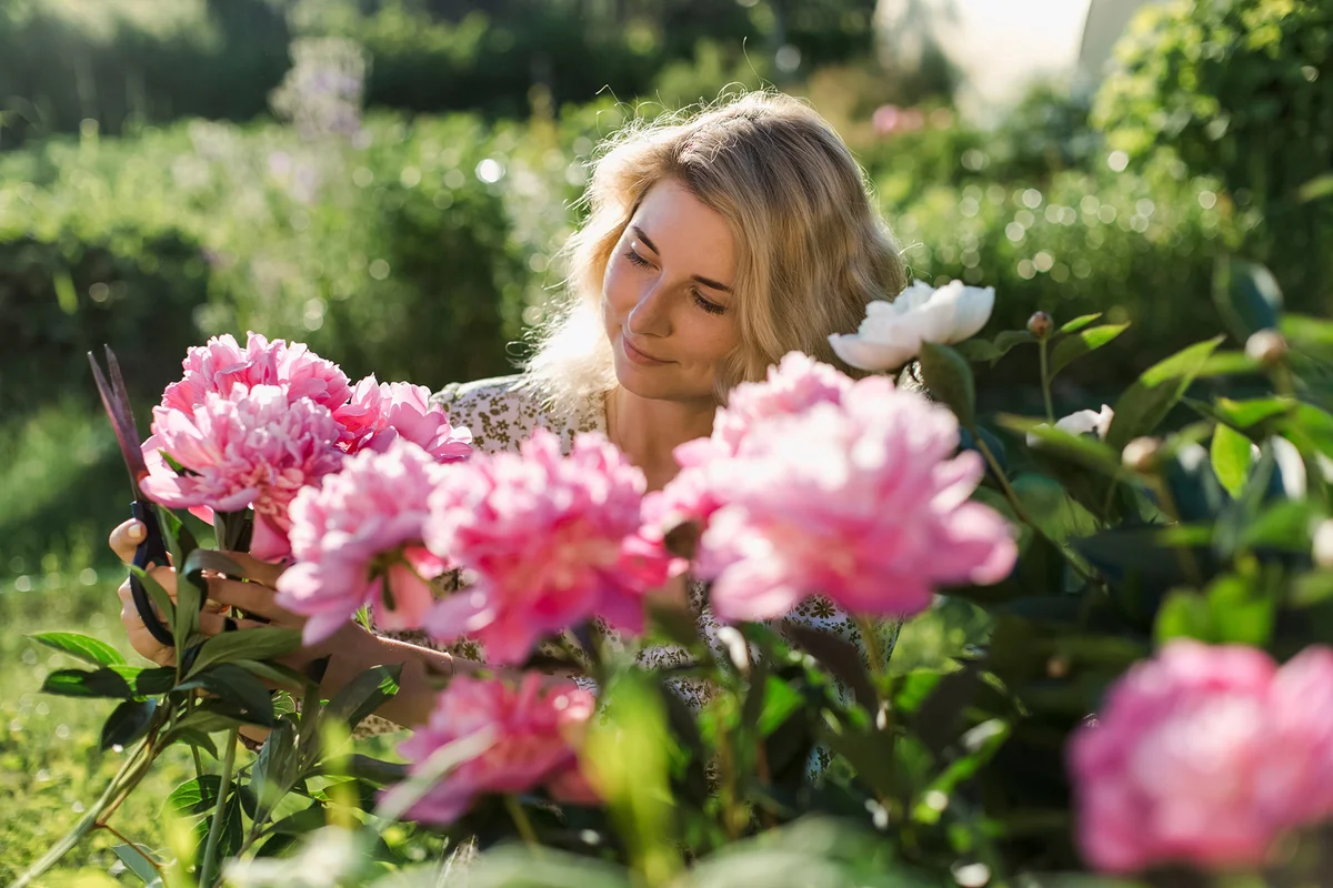 Woman cutting peonies at garden