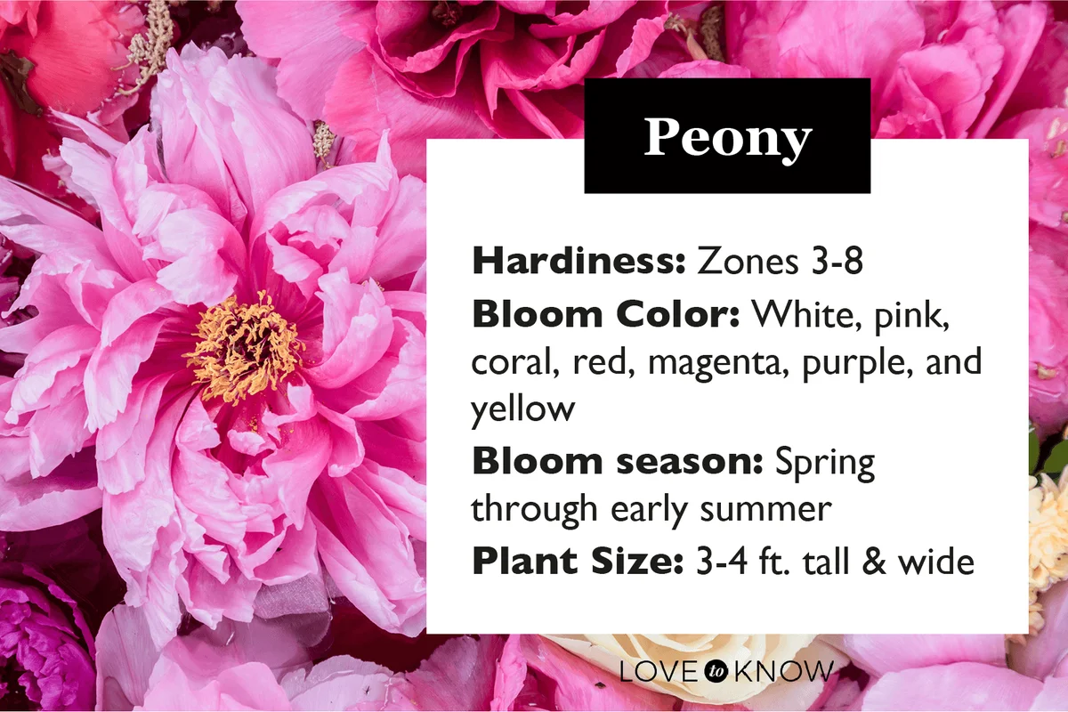 Peonies characteristics