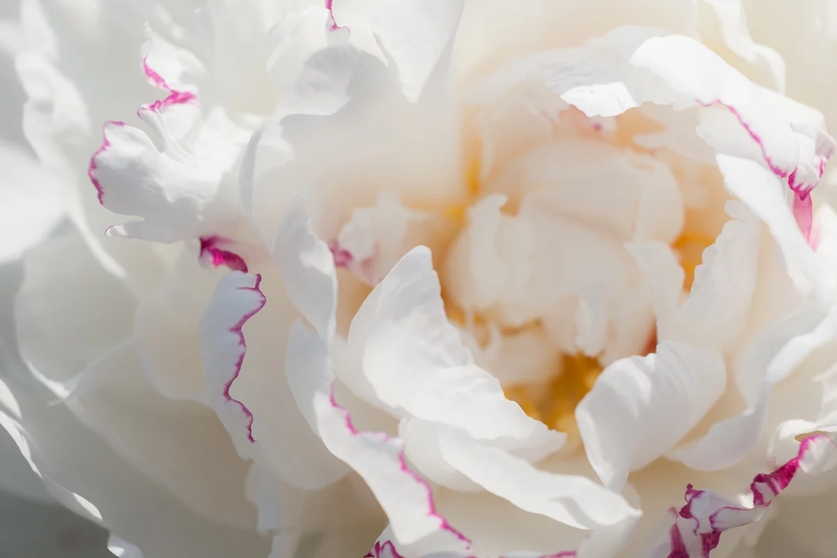 Peony varieties Festiva maxima white petals with pink border
