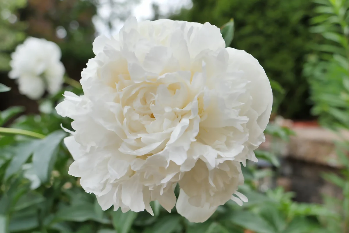 Close up of large white flower Peony or Paeonia Lactiflora. Duchesse de Nemours.