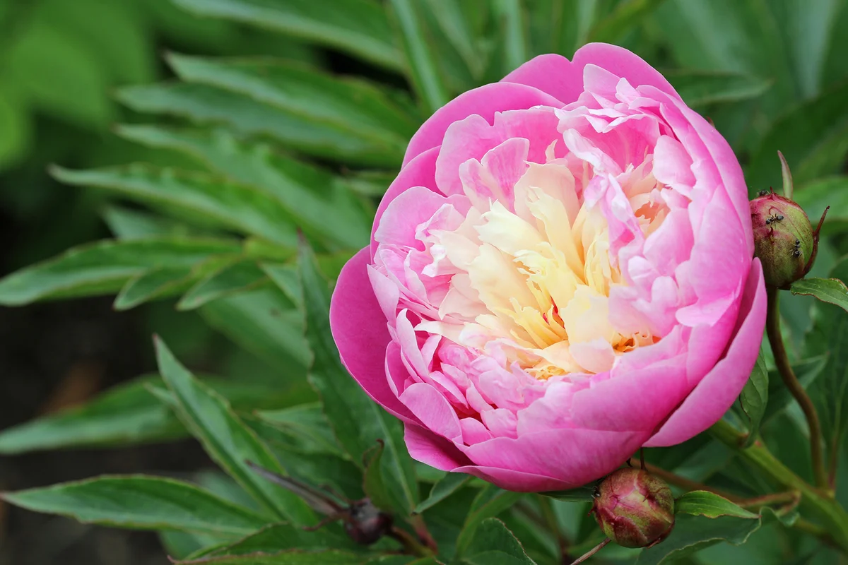 Bowl of Beauty peony variety with a background of leaves