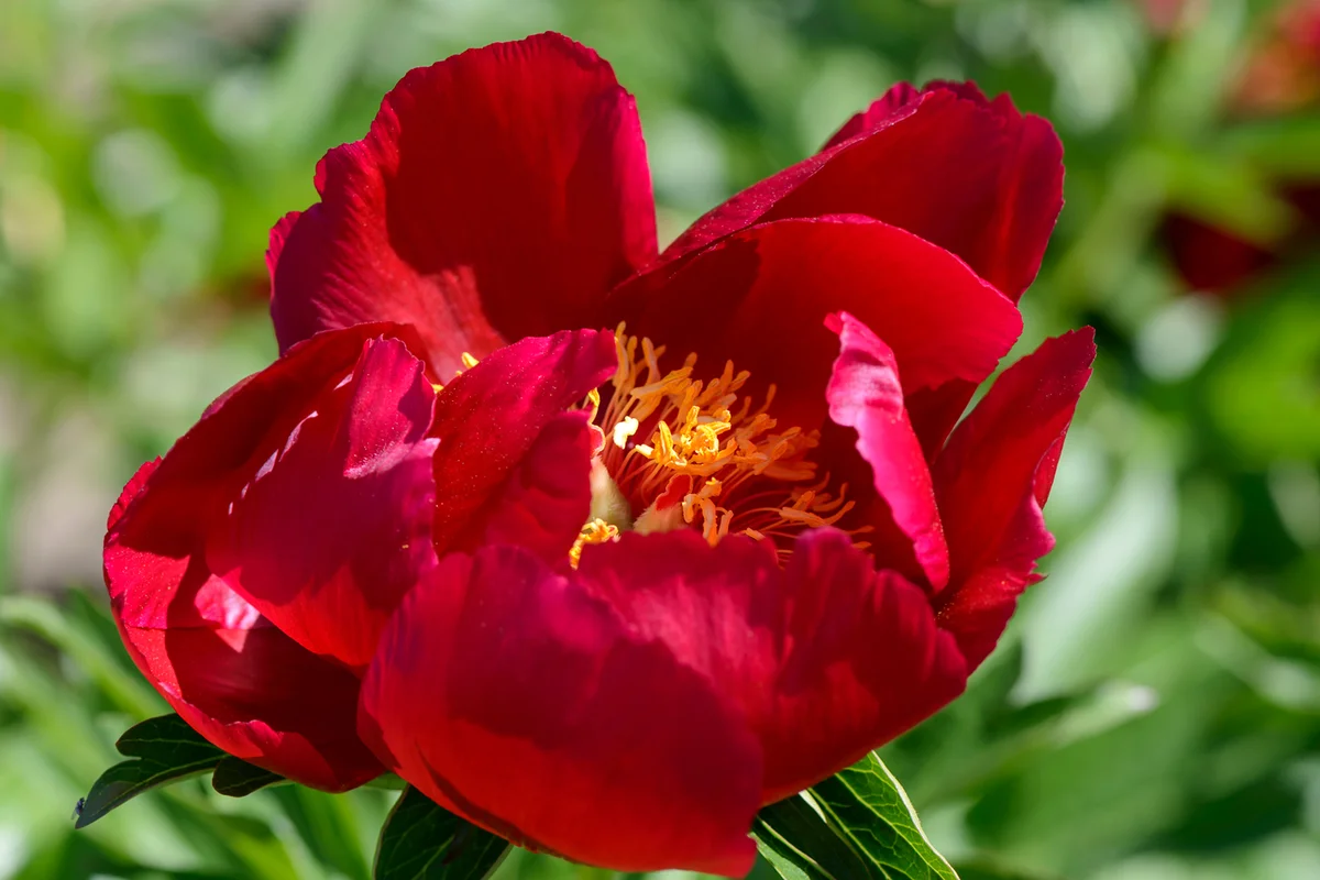 Red John Harvard peony