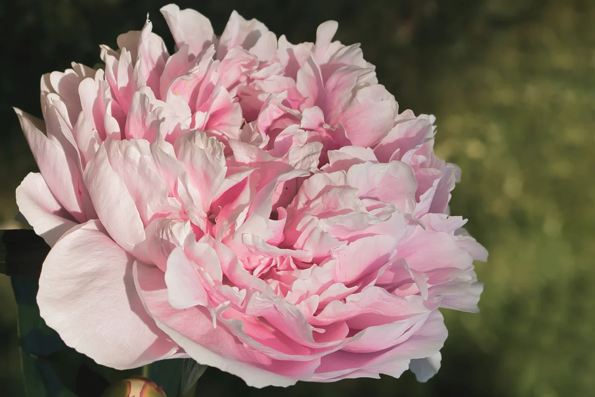 blooming Sarah Bernhardt peony