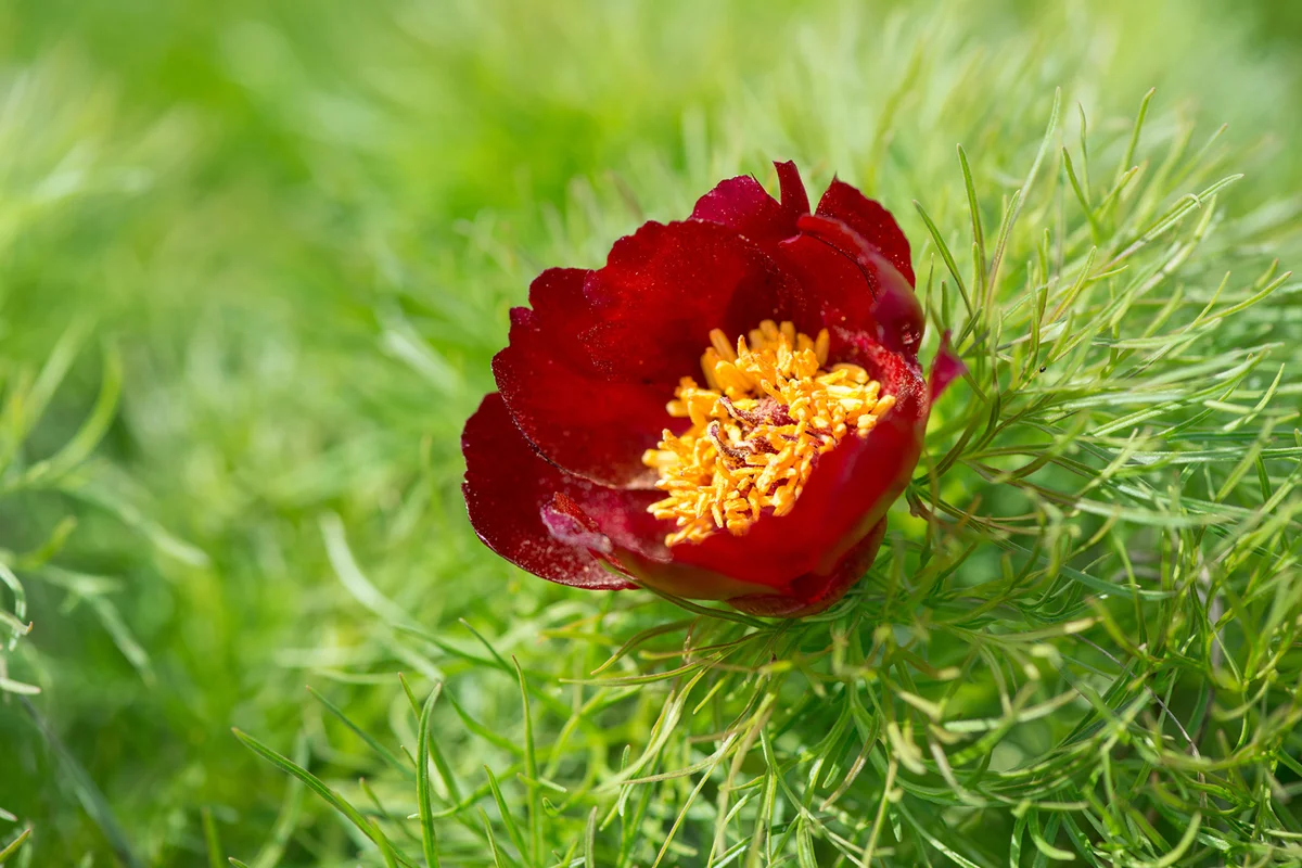 Wild fernleaf peony