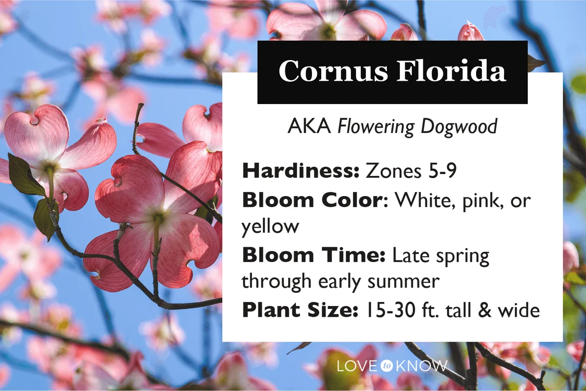 Cornus Florida characteristics