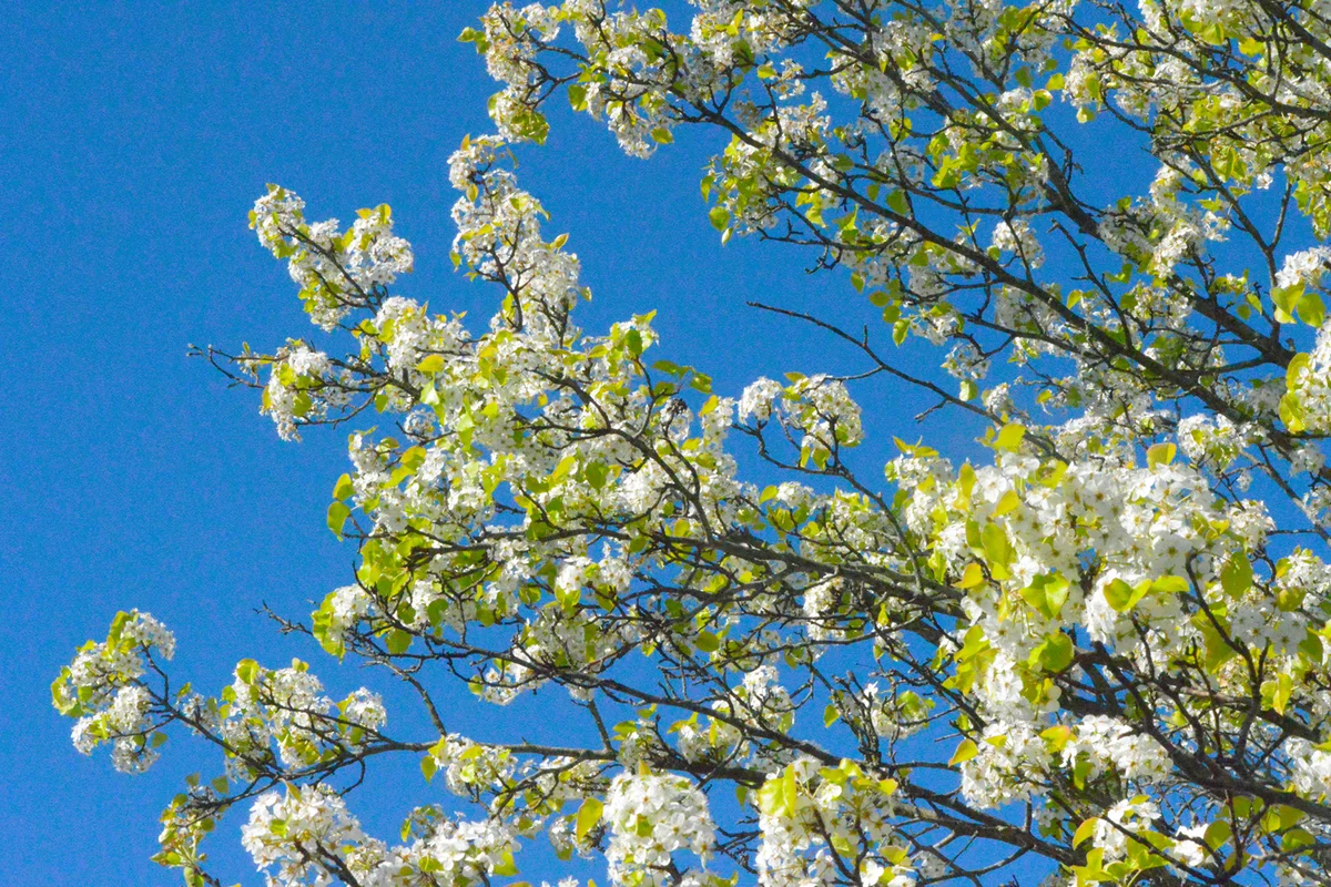 Flowering Dogwood Tree