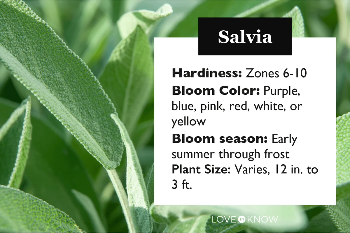 Salvia characteristics